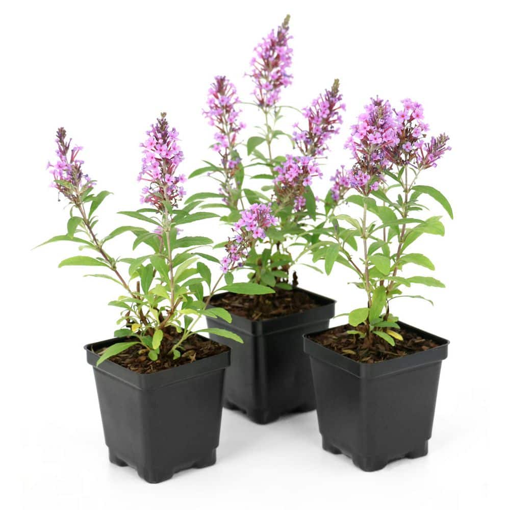 3.25 in. Butterfly Bush Buddleia BABY BUZZ Candy Pink Plant (8-Pack) price history on PriceWatchPro