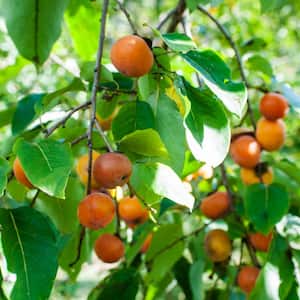 Caramel Cocktail Persimmon Potted Standard Fruit Tree (1-Pack)