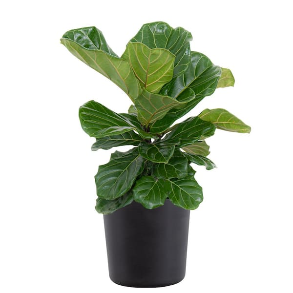 United Nursery Fiddle Leaf Fig Ficus Lyrata Bush Live Indoor Outdoor Plant in 10 inch Premium Sustainable Ecopots Dark Grey Pot
