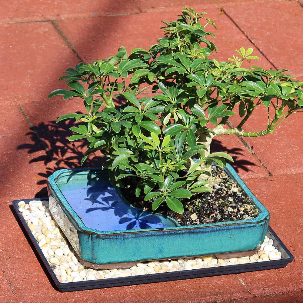 Medium Hawaiian Umbrella Indoor Bonsai Tree in Blue Ceramic Pot