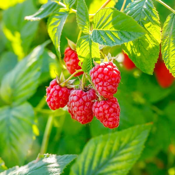 Garden State Bulb Raspberry Heritage, 1 Year Live Bare Root Plant (Bag of 4)