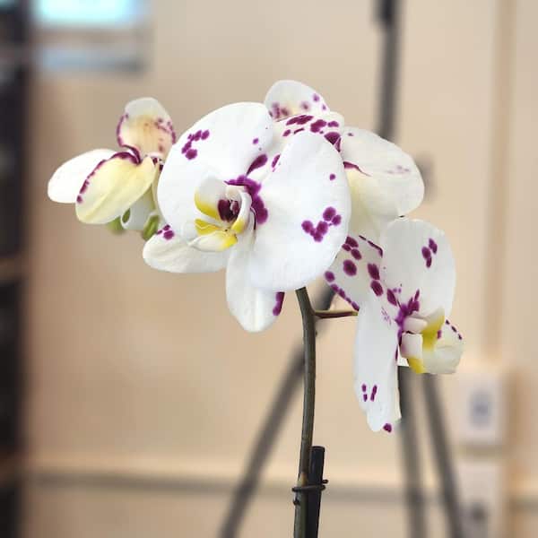 Premium Spotted Live Orchid Plant (Phalaenopsis) in 5" Blue & White Orchid Pot, Approx 22" Tall, Pet Friendly Houseplant