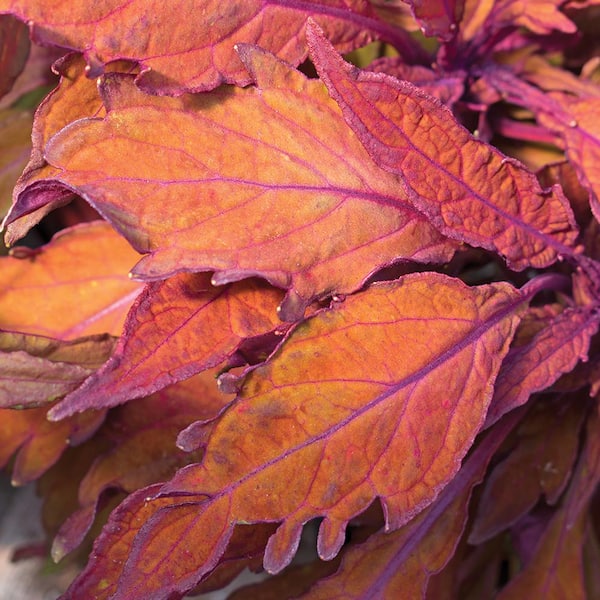 Unbranded 1 Qt. FlameThrower Habanero Coleus Plant