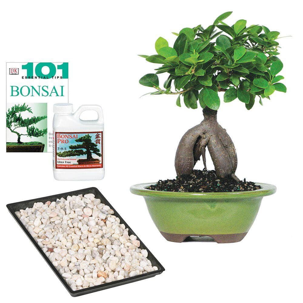 Ginseng Grafted Ficus Bonsai Tree Indoor Plant, Gift Set with Ceramic Pot C