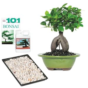 Ginseng Grafted Ficus Bonsai Tree Indoor Plant, Gift Set with Ceramic Pot Container, 5-Years Old, 6 to 10 in.