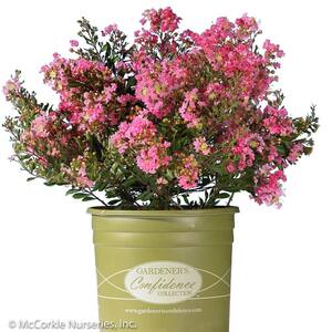 2 Gal. Dazzle Me Pink Crape Myrtle Dwarf Live Shrub (Lagerstroemia) with Bright Pink Flowers, Decidous