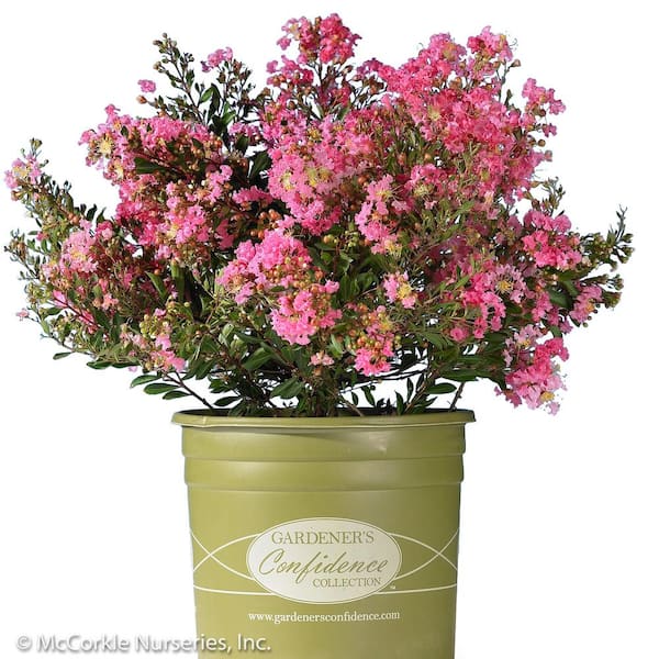 Unbranded 2 Gal. Dazzle Me Pink Crape Myrtle Dwarf Live Shrub (Lagerstroemia) with Bright Pink Flowers, Decidous