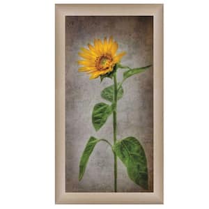 Sunflower II Brown by Unknown 1 Piece Framed Graphic Print Nature Art Print 21 in. x 12 in. .