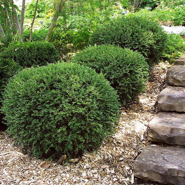 3 Gal. Wintergreen Boxwood Shrub