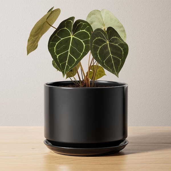 Black Ceramic Indoor/Outdoor Planter with Saucer (6.8 in. W x 5.3