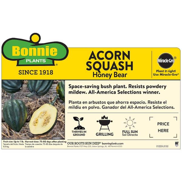19 oz. Acorn Honey Bear Squash Plant