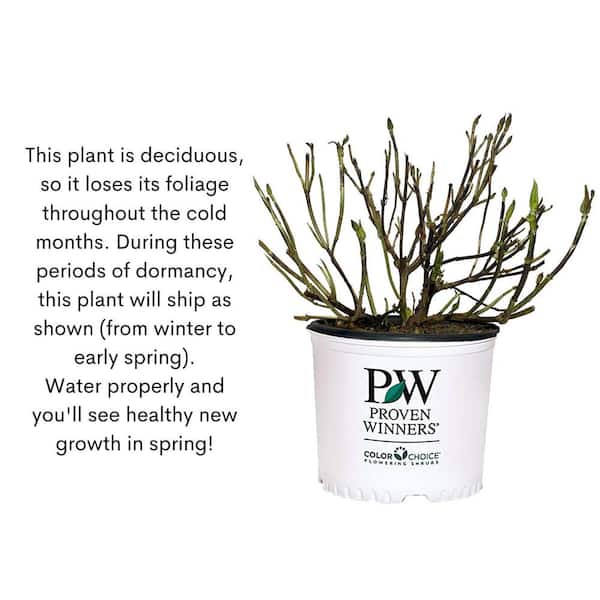 【早い者勝ち　セール】　Little Green Wonder 早い者勝ち セール】 Little Green Wonder 【公式通販】