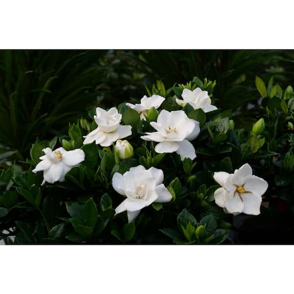 4.5 in Qt. Steady as She Goes (Gardenia), Live Shrub, White Flowers