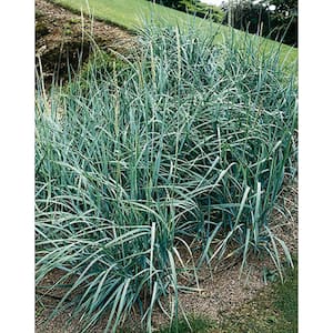 3 Gal. Blue Dune Lyme Grass (Leymus arenarius) Live Ornamental Grass Plant