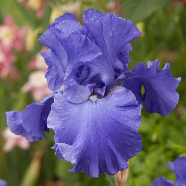 Spring Hill Nurseries His Royal Highness Reblooming Iris, Bare Root Perennial Plant Rhizome (1-Pack)