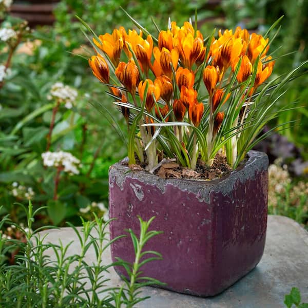 Vigoro 7/8 cm, Orange Monarch Snow Crocus Flower Bulbs (Bag of 100