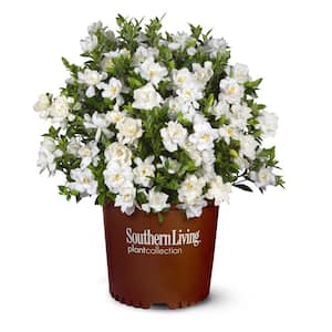 2.5 Qt. Jubilation Gardenia, Live Evergreen Shrub, White Fragrant Blooms