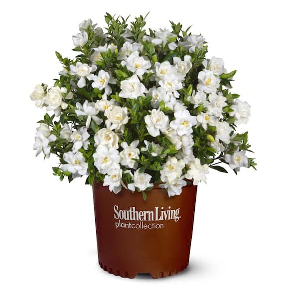 2.5 Qt. Jubilation Gardenia, Live Evergreen Shrub, White Fragrant Blooms