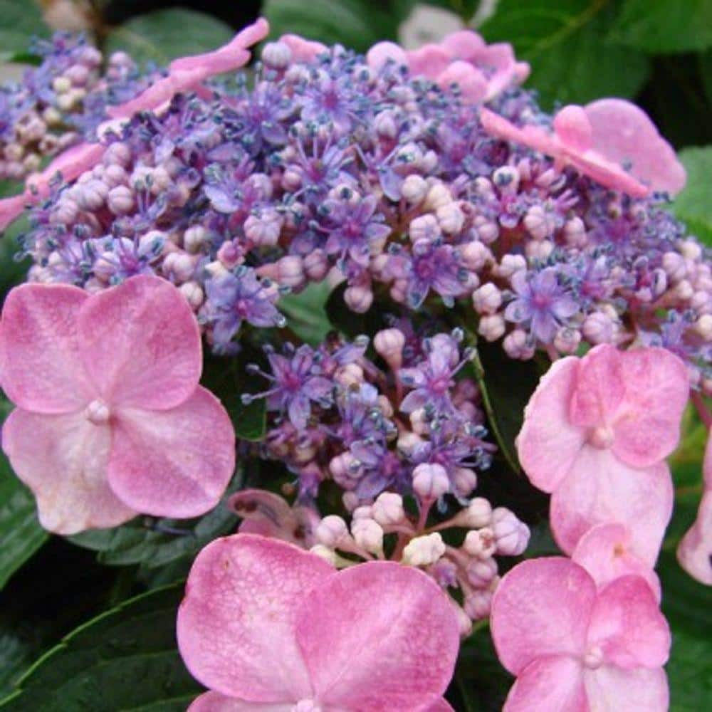 reviews-for-endless-summer-3-gal-twist-n-shout-bigleaf-hydrangea