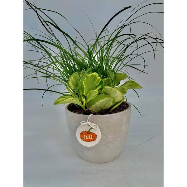 EVERBLOOM GROWERS, INC. 4 in. Tropical Duo Assorted Plants in
