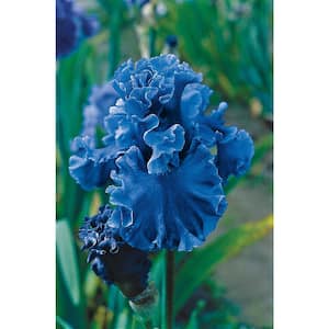 Sea Power Bearded Iris Blue Flowers Live Bareroot Plant
