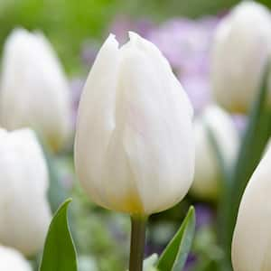 12/+ cm White Flag Triumph Tulip Flower Bulbs (Bag of 100)