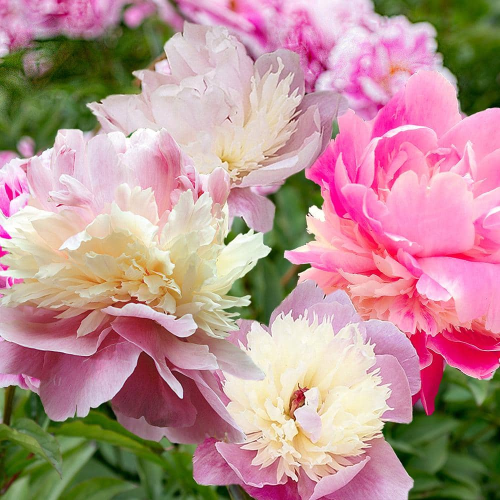 VAN ZYVERDEN Peony Sorbet Roots (6-Pack) 83483 - The Home Depot