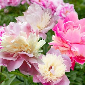 Peony Sorbet Roots (6-Pack)