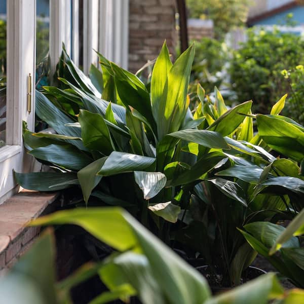 National Plant Network Aspadistra Cast Iron Live Plant in a 1 Gallon Grower Container