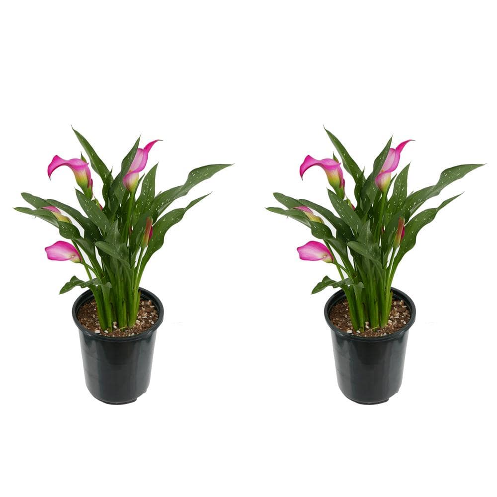 2.5 qt. Perennial Calla Lily Pink (2-Pack)