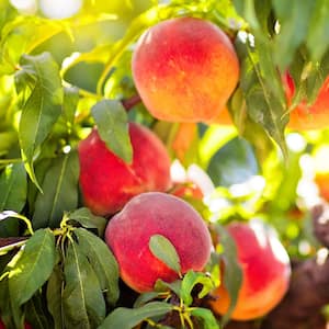 Elberta Peach Fruit Tree