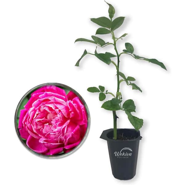 Louis Philippe Rose Bush-Live Starter Plant in a 2 in. Growers Pot-Beautifully Fragrant Florida Rose