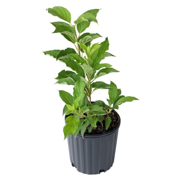 Dream Plants ٩(❛ᴗ❛)۶専用 Dream Plants ٩(❛ᴗ❛)۶専用 Dream Plants ٩(❛ᴗ❛)۶専用