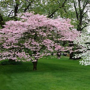 5 gal. 4 ft. Pink Flowering Dogwood Tree