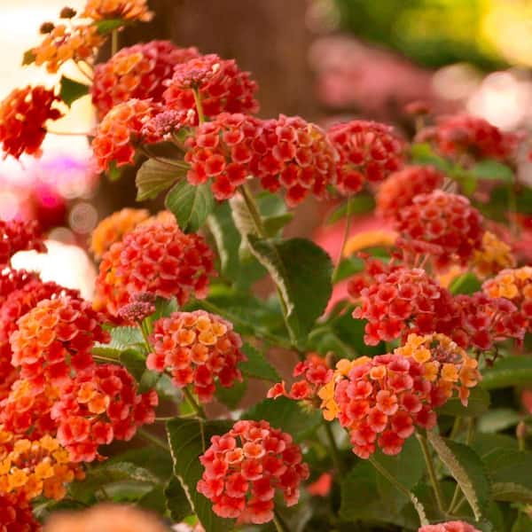 【OK plant】 Annie Oakley OP Okra (Certified Organic) - Common Wealth