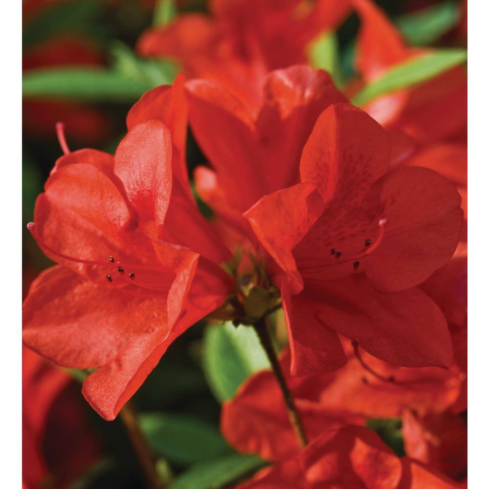 ENCORE AZALEA 1 Gal. Encore Autumn Bravo Azalea Shrub With Blazing Red ...