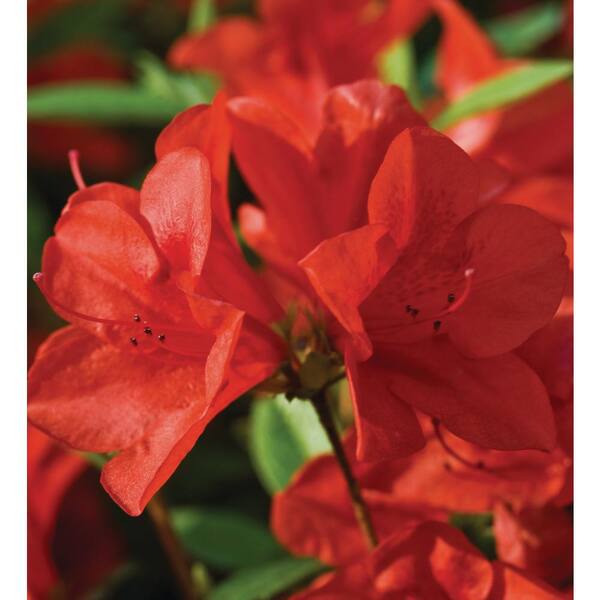 ENCORE AZALEA 1 Gal. Encore Autumn Bravo Azalea Shrub with Blazing Red ...