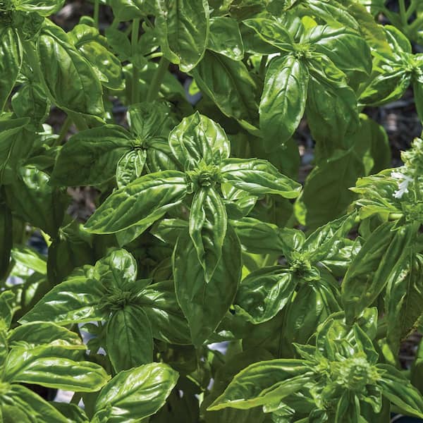 Burpee 6 in. Super Sweet Genovese Basil Herb Plant 1008740994 - The ...