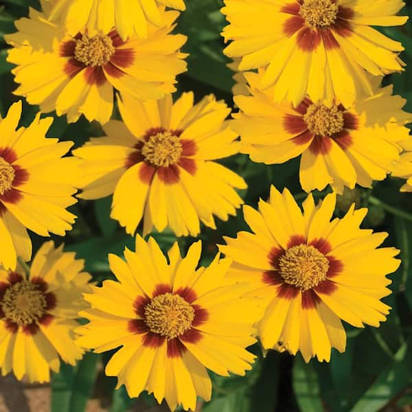 METROLINA GREENHOUSES 2.5 Qt. Lil Bang Enchanted Eve Yellow and Orange Tickseed Plant