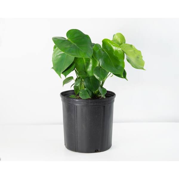 national PLANT NETWORK 10 in. Monstera Swiss Cheese Plant HD7670 - The Home  Depot