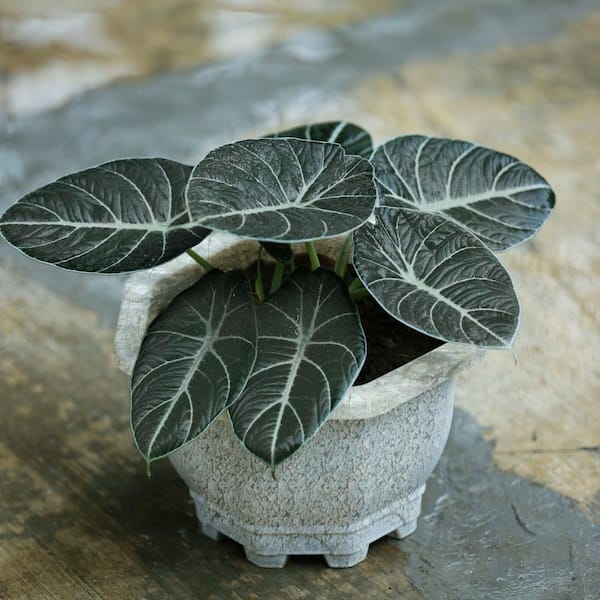 aglaonema bamboo Aglaonema Bamboo
