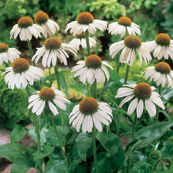 Spring Hill Nurseries 2.50 qt. Pot, White Swan Coneflower, Live Potted Deciduous Flowering Perennial Plant (1-Pack)