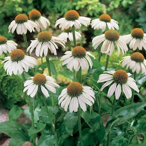 2.50 Qt. Pot, White Swan Coneflower Flowering Potted Perennial Plant (1-Pack)