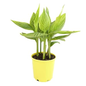 4 qt. Striped Canna Sunsplash Lily Garden Perennial Outdoor Plant with Orange Blooms in Grower Pot