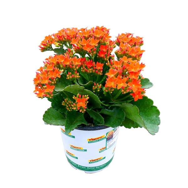 Vigoro 1 Qt. Kalanchoe Petero Orange Live Annual Plant (1-Pack)