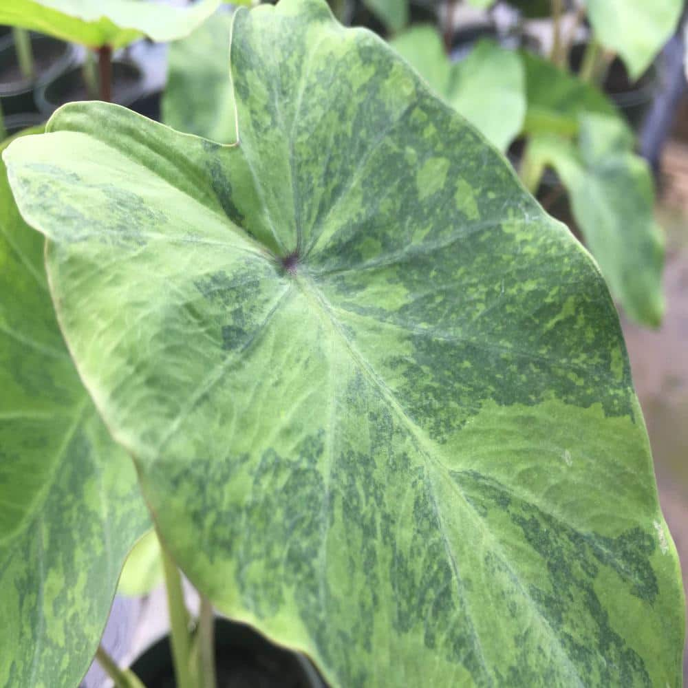 Givhandys 4 in. Potted Variegated Four Leaf Clover Bog/Marginal Aquatic  Pond Plant Var 4LeafClover - The Home Depot