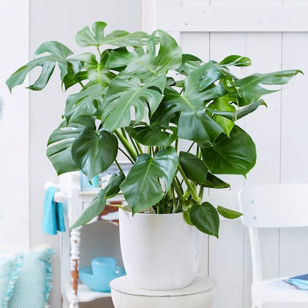 BELL NURSERY Monstera Plant in 10 in. Geo Weave Planter 1004385457 - The Home  Depot