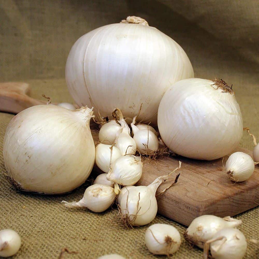 おにおん YC Onion