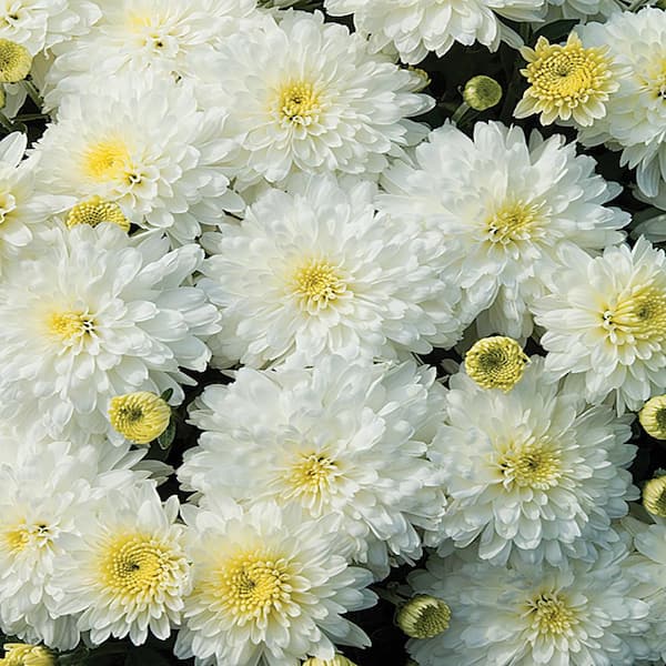 Unbranded 1 Qt. White Mum Chrysanthemum Perennial Plant