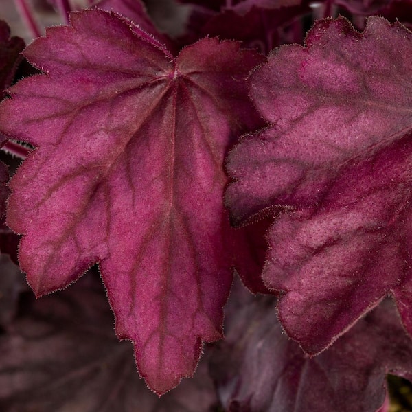 1 qt. Heuchera Coral Bells Primo Wild Rose Red Perennial Plant (5-Pack)